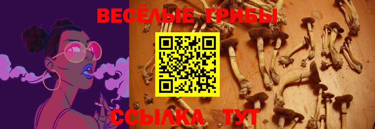 Чернушка  Галлюциногенные грибы Magic Shrooms  Вход с VPN 